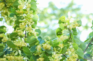 Yaprakları ve çiçekleri olan ıhlamur ağacı dalı, yakın plan.