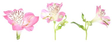 Beyaz arka planda güzel pembe çiçekler, set