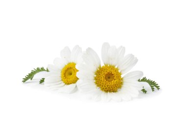 Güzel papatya tomurcukları ve yeşil yapraklar beyaz üzerine izole edilmiş.