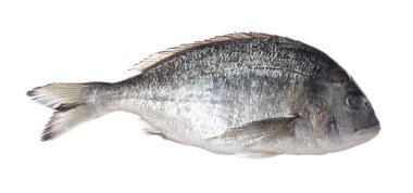 Beyaza izole edilmiş taze çiğ dorado balığı. Organik deniz ürünleri