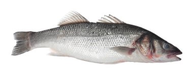 Beyaza izole edilmiş taze çiğ deniz kabuğu balığı. Organik deniz ürünleri