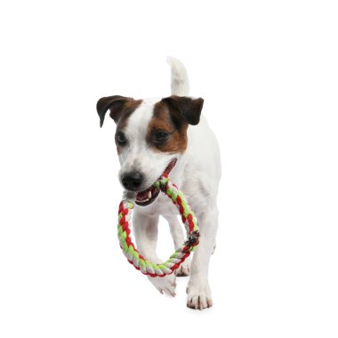 Beyaz arka planda oyuncakla oynayan sevimli bir köpek. Sevimli hayvan