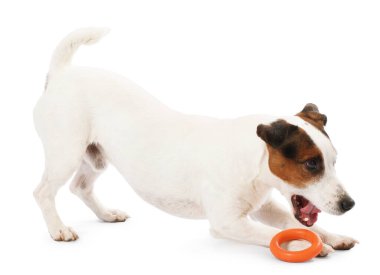 Beyaz arka planda oyuncakla oynayan sevimli bir köpek. Sevimli hayvan