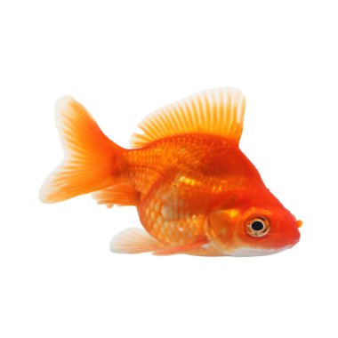 Beyaz üzerine izole edilmiş küçük bir altın balık.