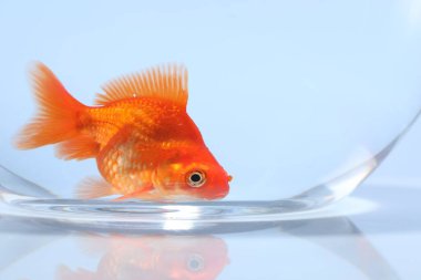 Akvaryumda yüzen altın balıklar açık gri arka planda temiz suyla yakın plan