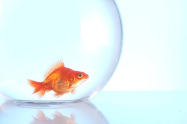 Akvaryumda yüzen altın balıklar açık mavi arka planda temiz suyla yakın plan. Metin için boşluk