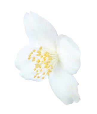 Güzel bir yasemin tomurcuğu beyazda izole edilmiş.