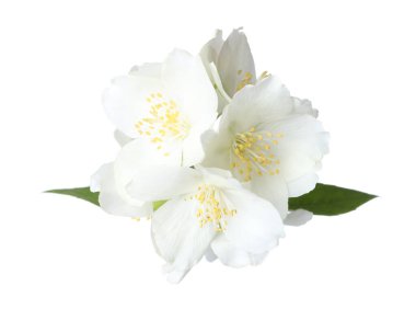 Beyaz yapraklı güzel yasemin çiçekleri