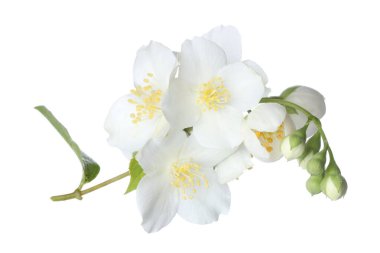 Güzel yasemin çiçekleriyle dolu bir dal beyaz üzerine izole edilmiş