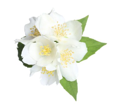 Beyaz yapraklı güzel yasemin çiçekleri