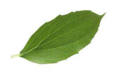 Bir yeşil yasemin yaprağı beyaza izole edilmiş.