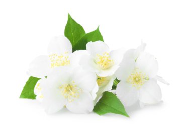 Beyaz yapraklı güzel yasemin tomurcukları