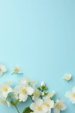 Açık mavi arka planda güzel yasemin çiçekleri, düz uzanmış. Metin için boşluk