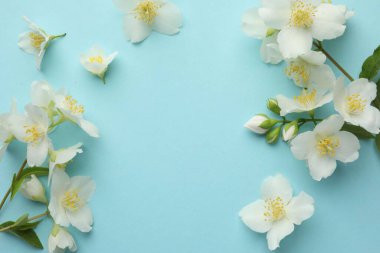 Açık mavi arka planda güzel yasemin çiçekleri, düz uzanmış. Metin için boşluk