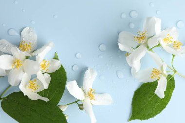 Güzel yasemin çiçekleri ve açık mavi arka planda yeşil yapraklar.