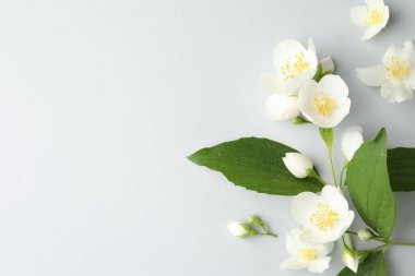 Işık arka planında yaprakları olan güzel yasemin çiçekleri, düz yatıyordu. Metin için boşluk