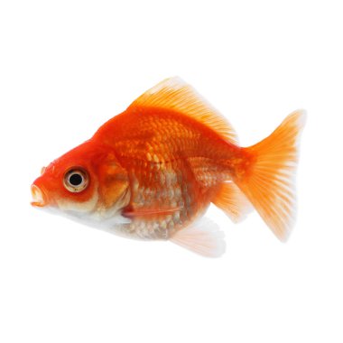 Küçük, güzel bir akvaryum balığı beyazda izole edilmiş.