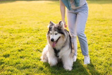 Alaska 'lı sevimli köpeğiyle sabah yeşil çimlerde gezen bir kadın, yakın plan. Metin için boşluk