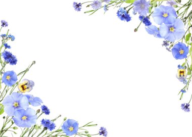 Beyaz arka planda mavi çayır çiçekleri. Metin için alanı olan çerçeve