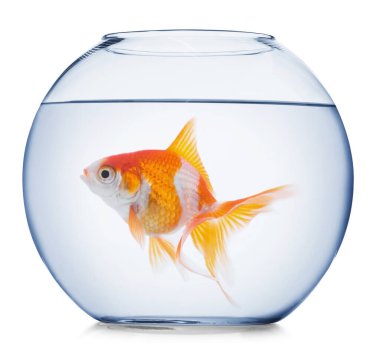 Yuvarlak akvaryumdaki parlak balıklar beyaz arka planda