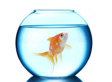 Yuvarlak akvaryumda yüzen parlak balıklar ve beyaz arka planda temiz su.