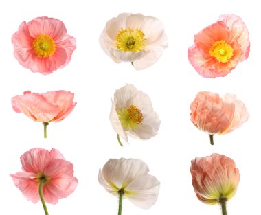 Beyaz arka planda güzel gelincik çiçekleri, kolaj. Çayır bitkisi