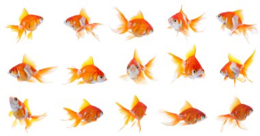 Beyaz arka planda güzel parlak akvaryum balığı, kolaj