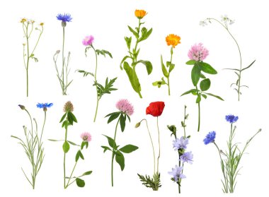 Beyaz arka planda kır çiçekleri, set. Farklı çiçek açan bitkiler.