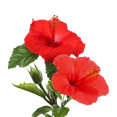 Beyaz arka planda yeşil yapraklı güzel kırmızı amber çiçekleri