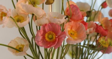 Kapalı alanda bir buket güzel gelincik çiçeği, yakın plan. Kamera sola hareket ediyor