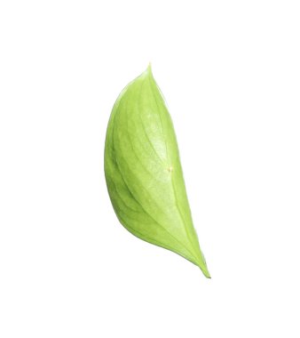 One fresh green Ruscus leaf isolated on white