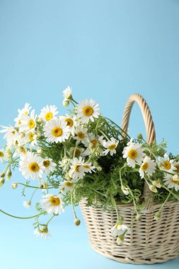 Hasır sepetteki güzel papatya çiçekleri açık mavi arkaplanda, yakın plan