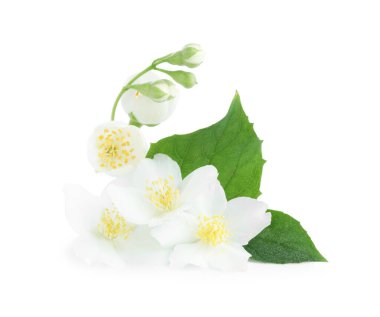 Beyaz yapraklı güzel yasemin tomurcukları