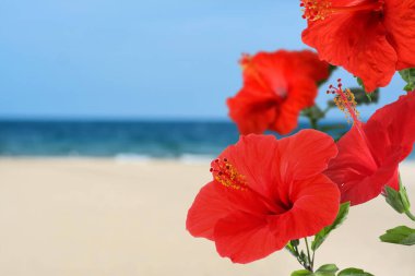 Tropikal adada parlak kırmızı çiçekli Hibiscus bitkisi