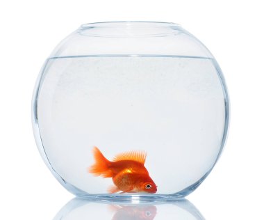 Akvaryumda yüzen altın balıklar. Temiz su beyazı izole edilmiş.