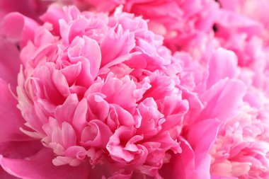 Arka plan olarak güzel şakayık demeti, yakın plan.