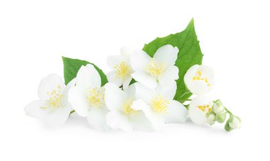 Beyaz yapraklı güzel yasemin tomurcukları