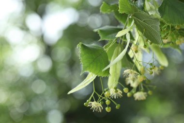 Yaprakları ve çiçekleri olan ıhlamur ağacı dalları, yakın plan. Metin için boşluk