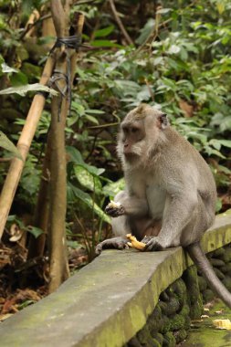 Parktaki taş duvarda muzlu şirin maymun oturuyor.