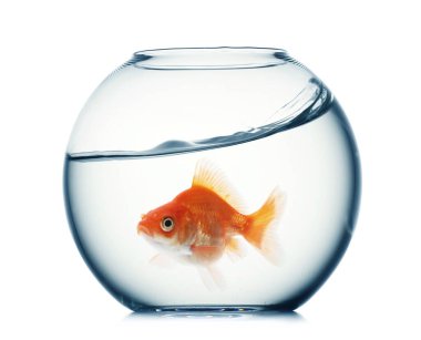 Yuvarlak akvaryumdaki parlak balıklar beyaz arka planda