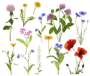 Beyaz arka planda kır çiçekleri, set. Farklı çiçek açan bitkiler.