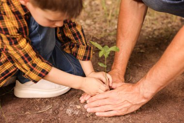 Baba ve oğlu dışarıda toprağa ağaç dikiyorlar, yakın plan.