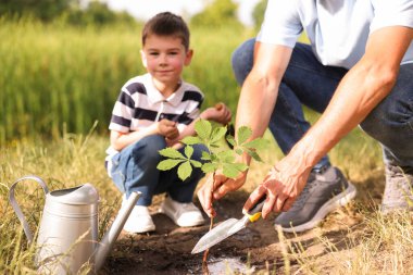 Baba ve oğlu dışarıda toprağa ağaç dikiyorlar, yakın plan.