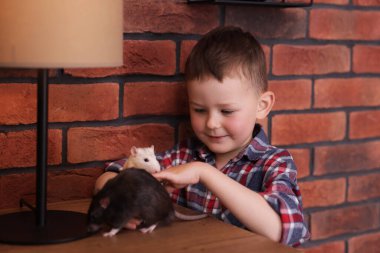 Evcil fareleriyle küçük bir çocuk ahşap masada.