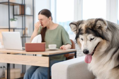 Çalışırken alerjisi olan bir kadın ve evde köpeği, seçici bir şekilde odaklanmış.