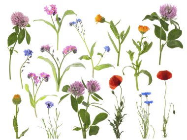 Beyaz arka planda kır çiçekleri, set. Farklı çiçek açan bitkiler.