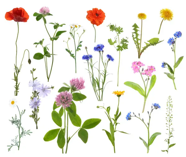 Beyaz arka planda kır çiçekleri, set. Farklı çiçek açan bitkiler.