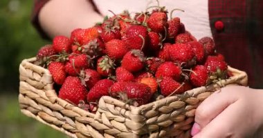 Açık havada taze çilekli sepet tutan kadın, yakın plan.