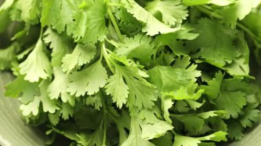 Kasede bir demet aromatik kişniş, yakın plan.