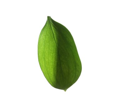 One fresh green Ruscus leaf isolated on white